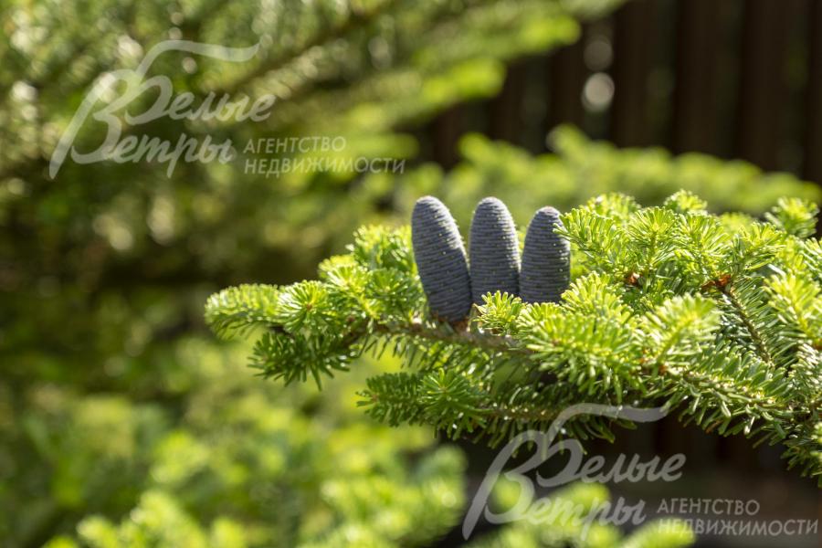 Ели и сосны наполняют территорию участка полезными фитонцидами