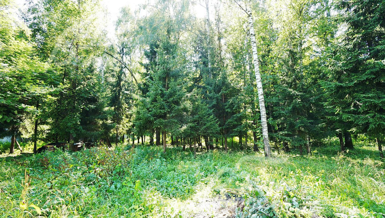 Свой выход в лес. Огорожено 60 соток леса