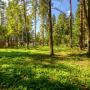 Вторая часть участка - лесная, с прямым выходом в лес: 30 соток леса в аренде на 49 лет