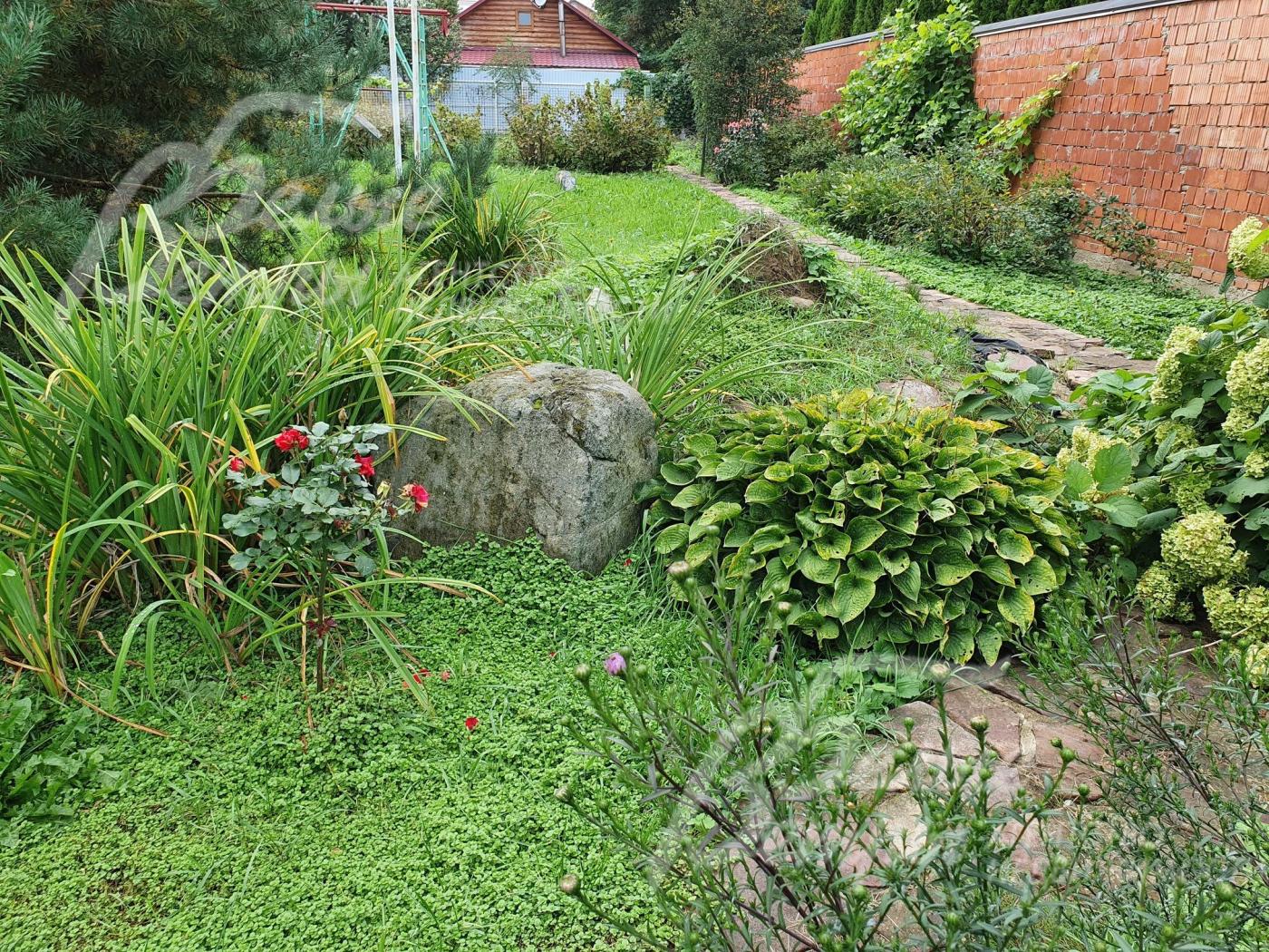 Декоративные кустарники