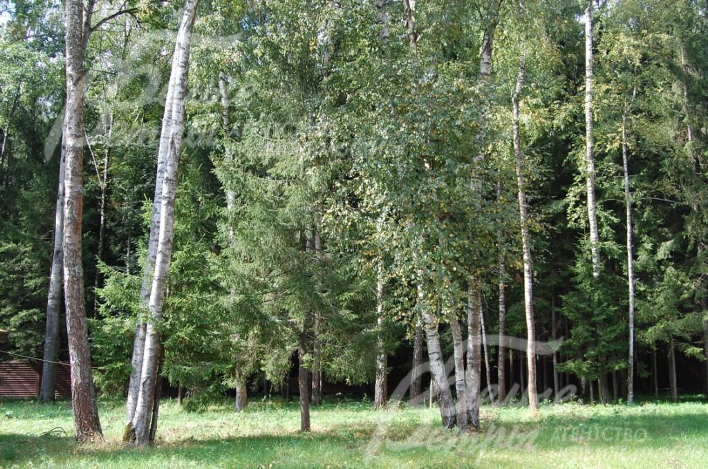 Прилесной участок 51 сотка со взрослыми деревьями